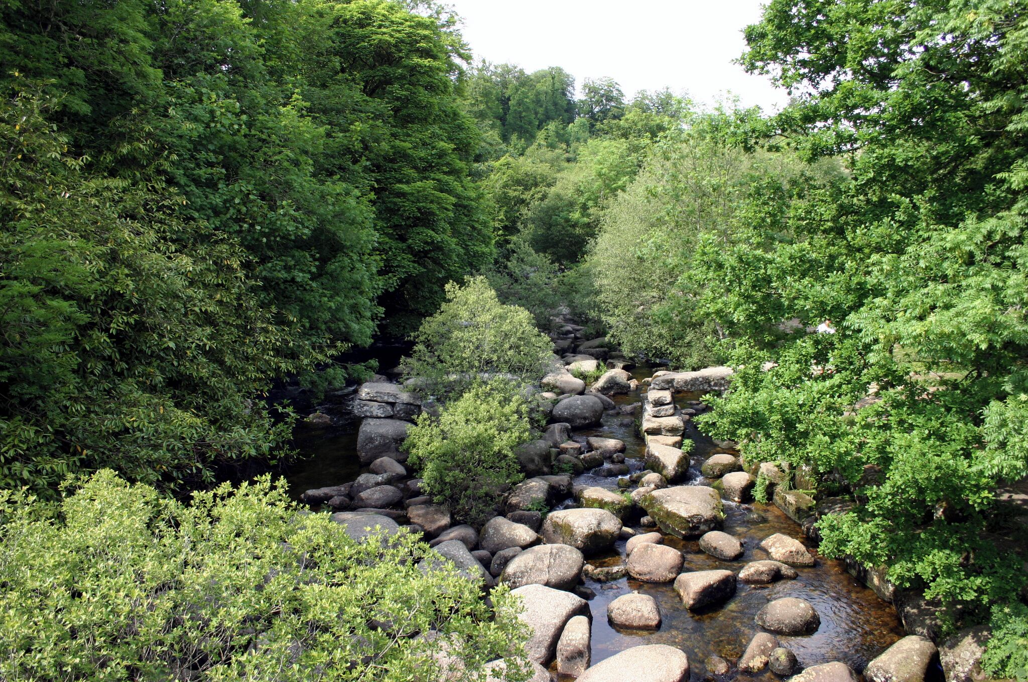 A rocky stream surrounded by dense green foliage.