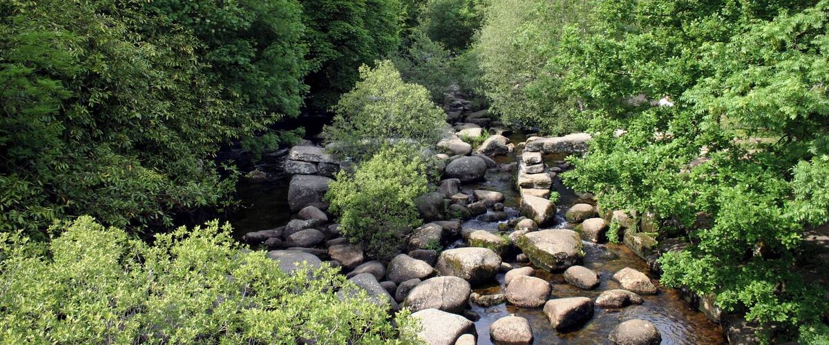 A rocky stream surrounded by dense green foliage.