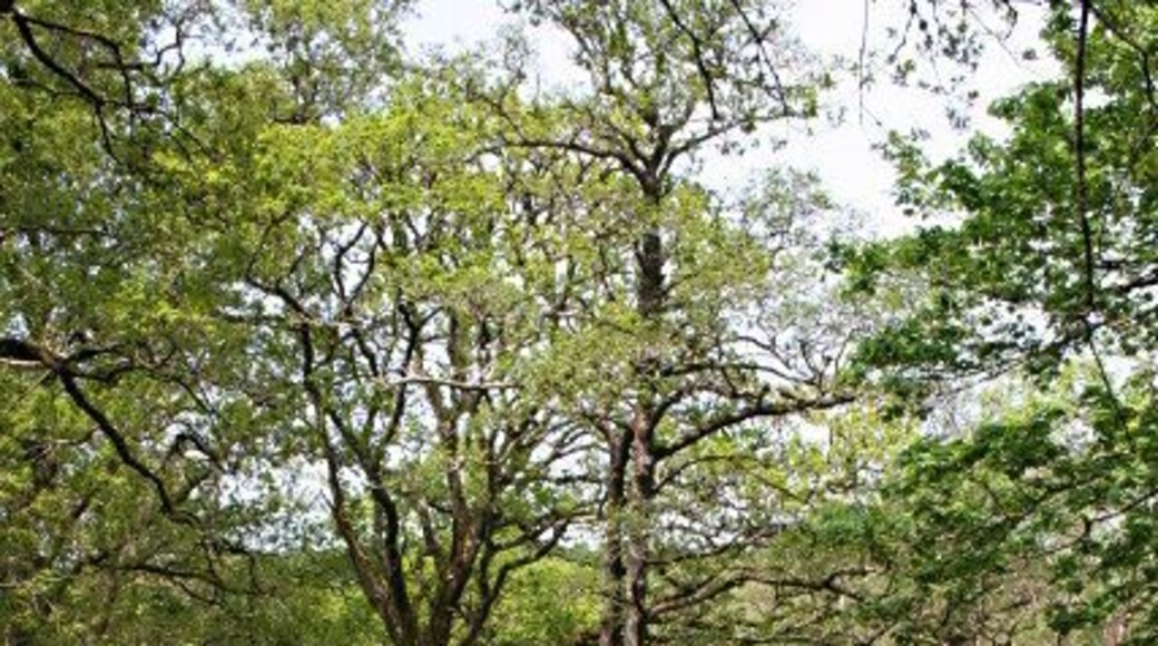 The River Walkham west of Bedford Bridge A rough footpath meanders along the left (southern) bank of the river.