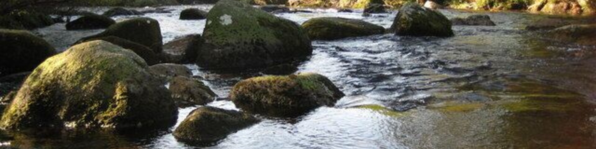 Um rio com pedras grandes e vegetação densa ao fundo.