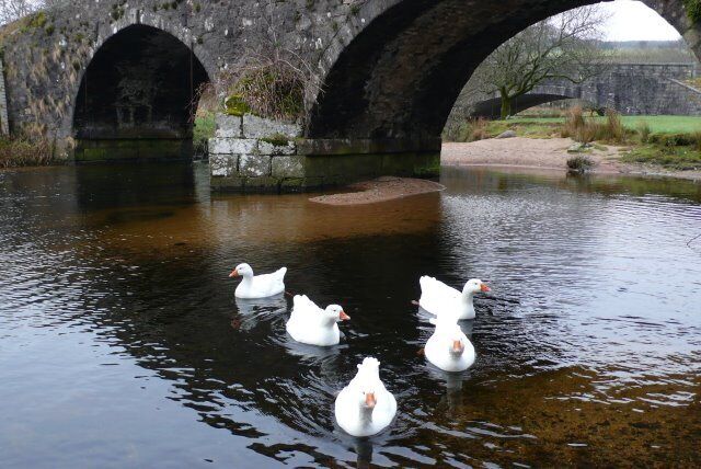 Two Bridges and five ducks at Two Bridges, Dartmoor This shows the two bridges, only the nearer bridge is in the square, the more distant one being in SX6075. The two bridges cross the West Dart River just south of its confluence with the Cowsic river.