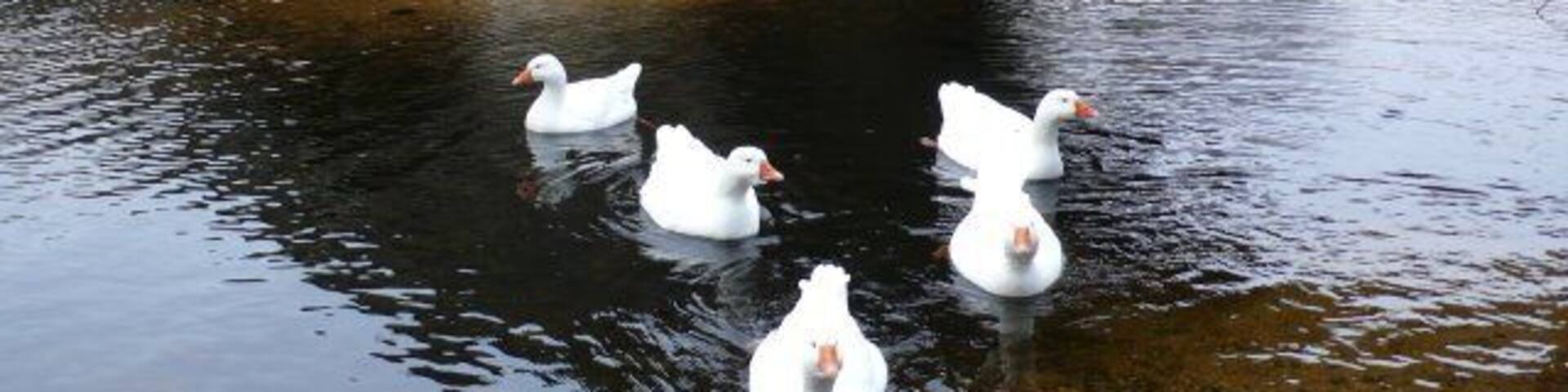 Two Bridges and five ducks at Two Bridges, Dartmoor This shows the two bridges, only the nearer bridge is in the square, the more distant one being in SX6075. The two bridges cross the West Dart River just south of its confluence with the Cowsic river.