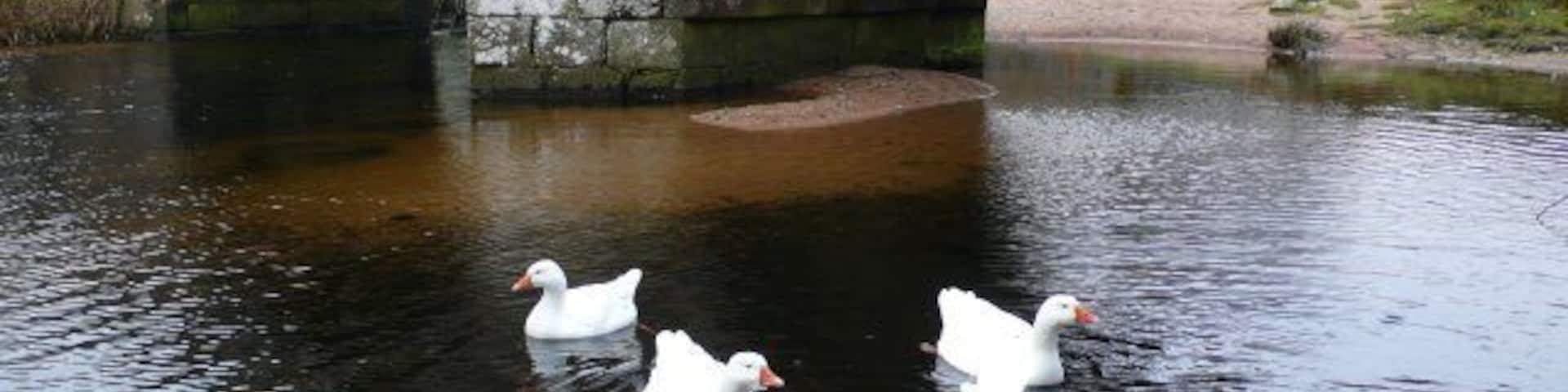 Two Bridges and five ducks at Two Bridges, Dartmoor This shows the two bridges, only the nearer bridge is in the square, the more distant one being in SX6075. The two bridges cross the West Dart River just south of its confluence with the Cowsic river.