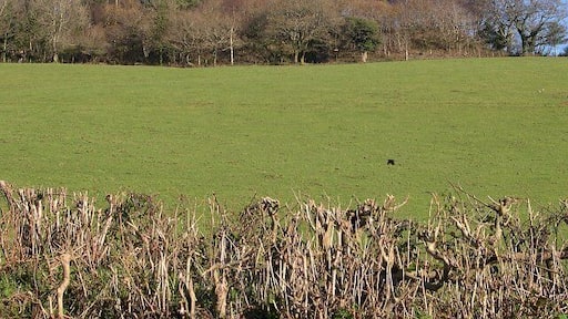 Woodland and Pasture. The woods at the top of this hill conceal disused mine workings.