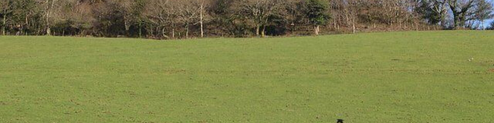 Woodland and Pasture. The woods at the top of this hill conceal disused mine workings.