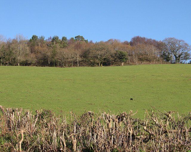 A green field with trees in the background.