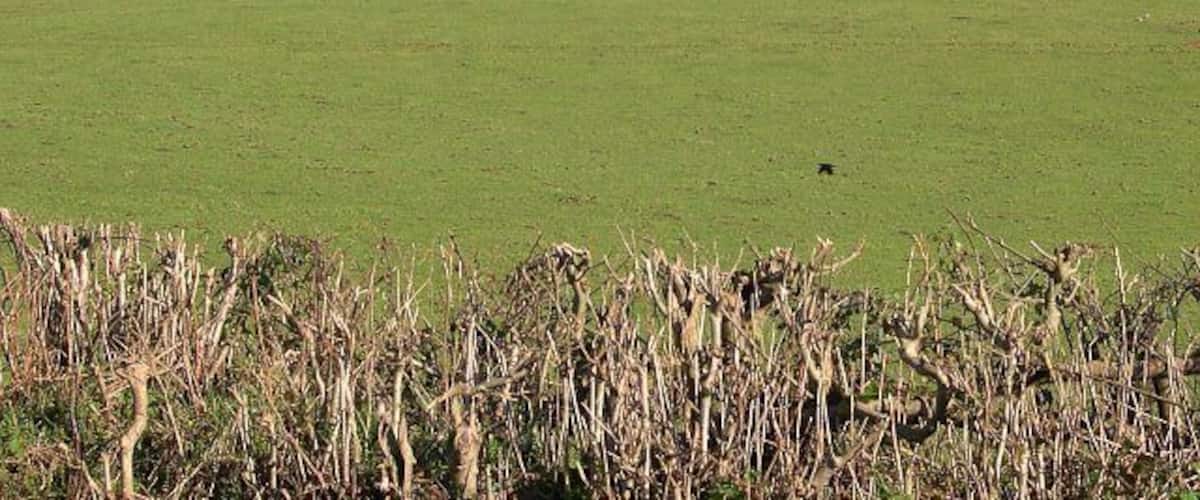 A green field with trees in the background.