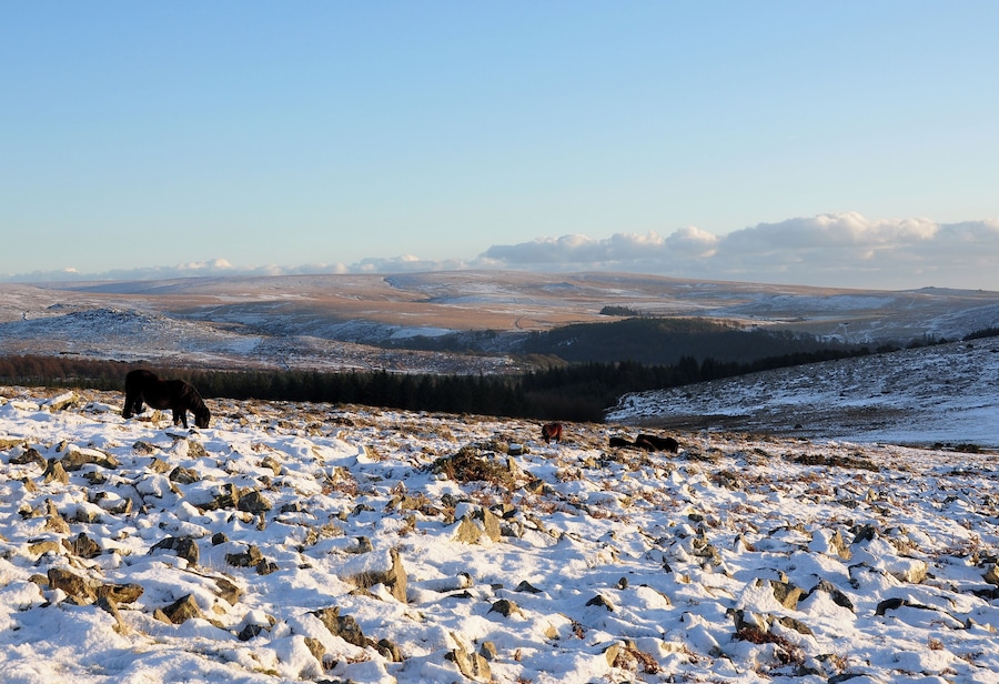 The upper valley of the River Meavy on Dartmoor seen from near Leeden Tor. Several Dartmoor ponies are visible in the foreground.