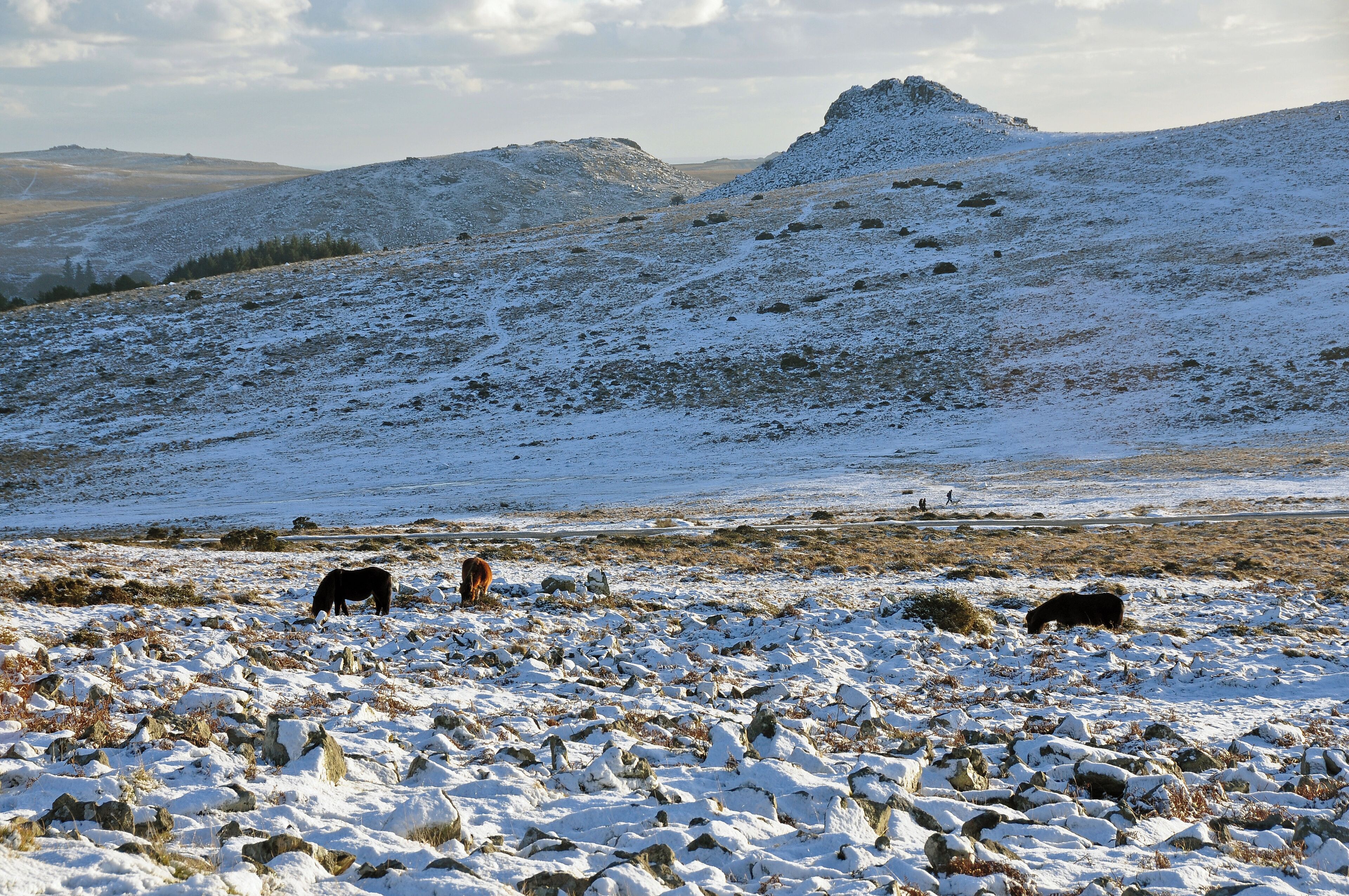Dartmoor ponies grazing in snow on Dartmoor. Leather Tor and Sheepstor are visible in the distance.