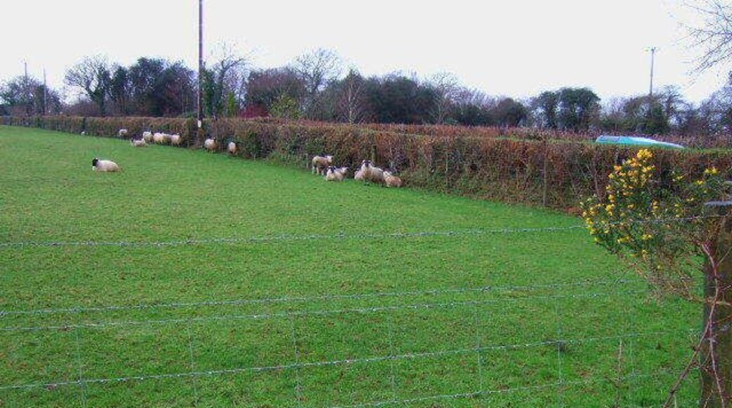 Sheep sheltering Sheep under the hedgeside sheltering from the rain.