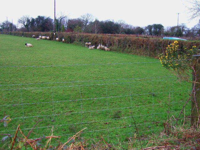 A fenced field with sheep grazing.