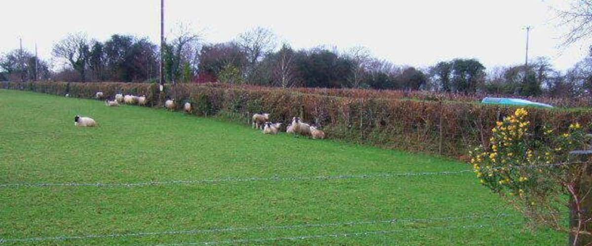 A fenced field with sheep grazing.