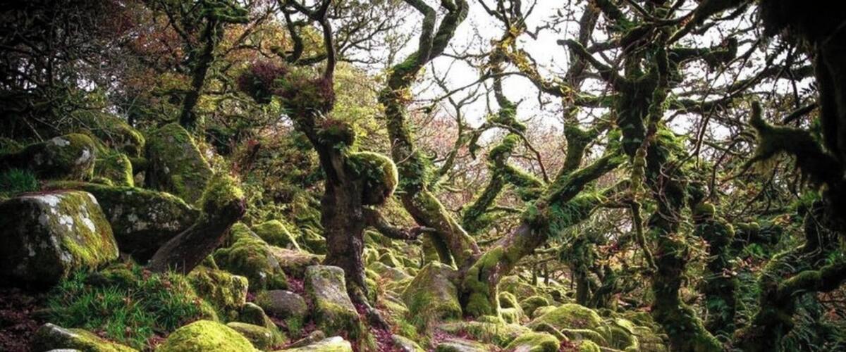 Un bosque cubierto de musgo con grandes rocas y árboles.