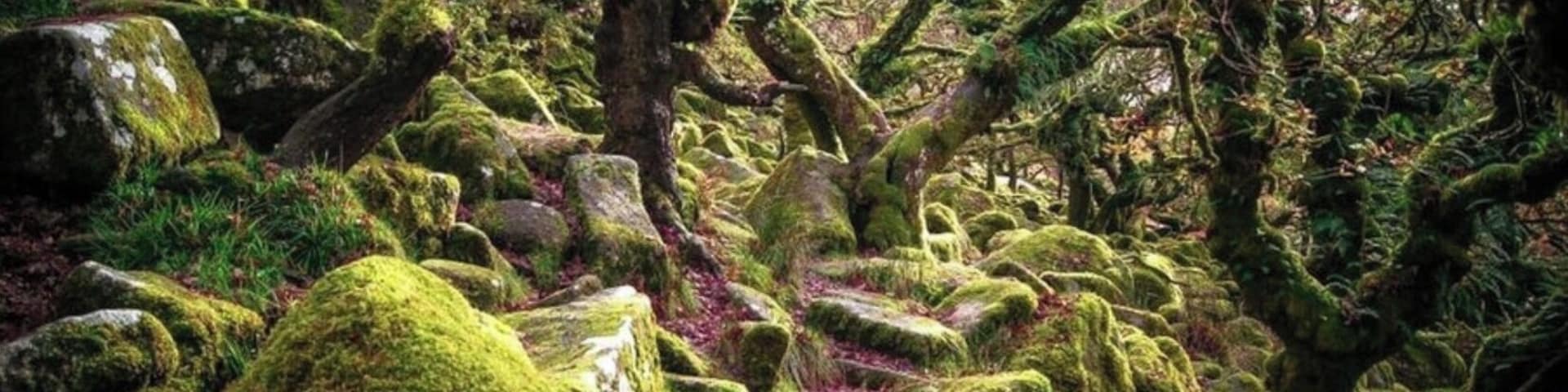 Uma floresta coberta de musgo, com pedras grandes e árvores.