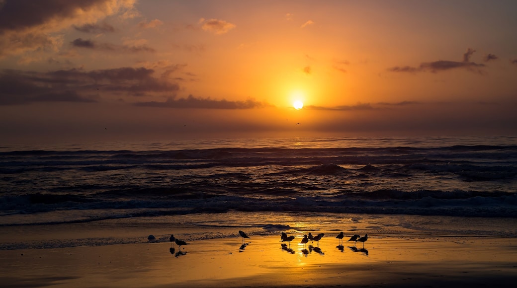 Sunrise with laughing gulls shilouetted on an orange wet sand beach at Fernandina on Amelia Island, Florida.