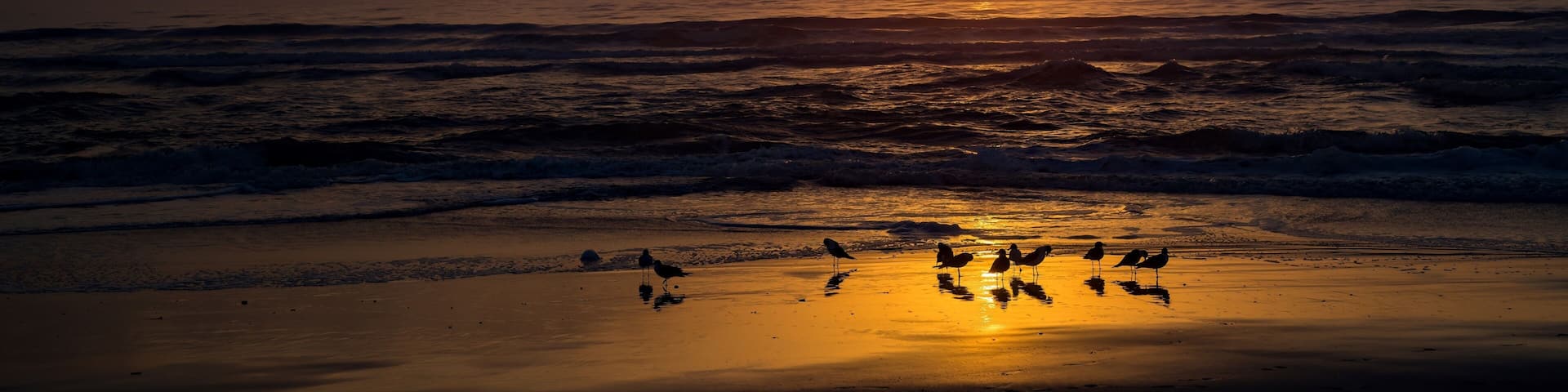 Sunrise with laughing gulls shilouetted on an orange wet sand beach at Fernandina on Amelia Island, Florida.