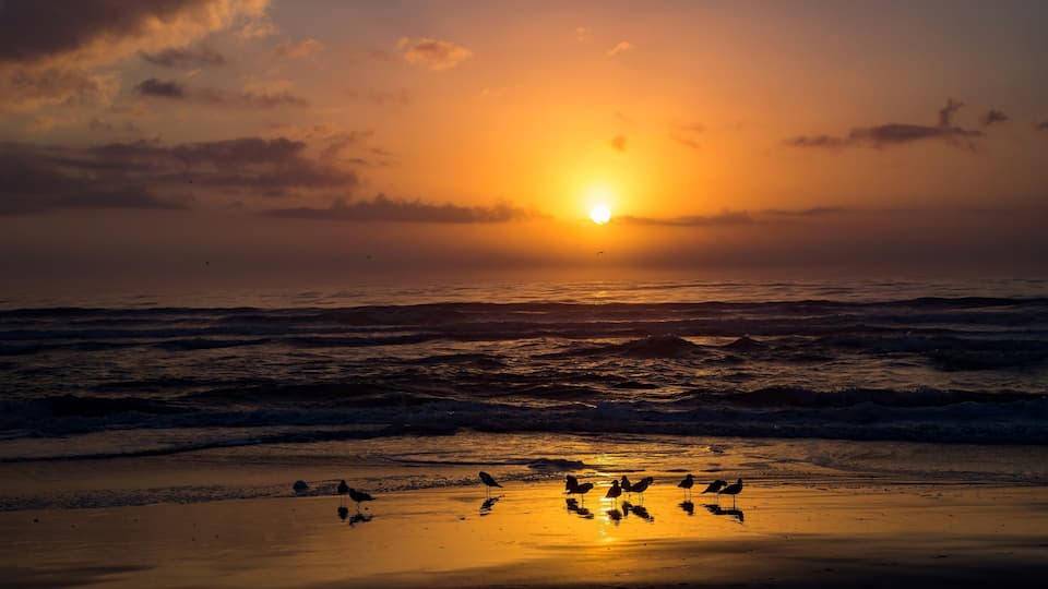 A sunset over the ocean with waves and birds on the beach.
