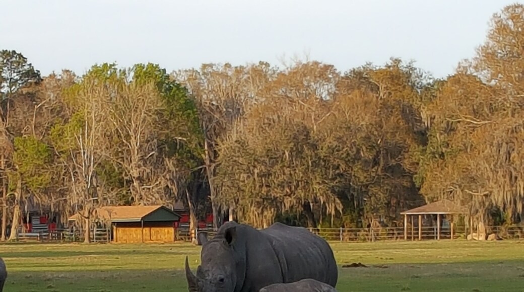 The critically endangered Black Rhino living safely and happily at White Oak.
#LifeAtExpedia