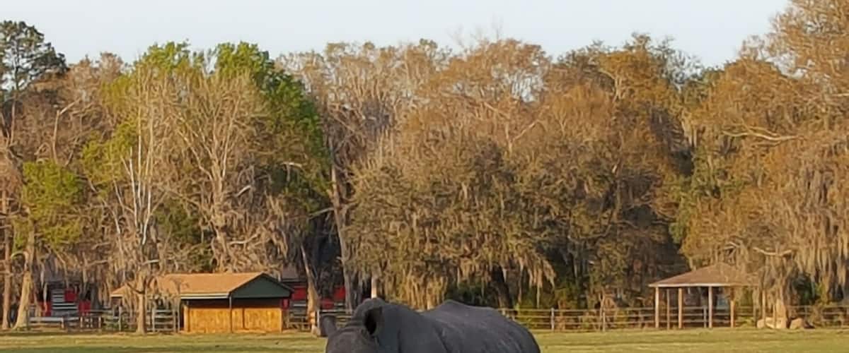 The critically endangered Black Rhino living safely and happily at White Oak.
#LifeAtExpedia