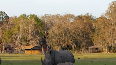 The critically endangered Black Rhino living safely and happily at White Oak.
#LifeAtExpedia