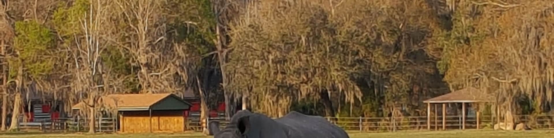 The critically endangered Black Rhino living safely and happily at White Oak.
#LifeAtExpedia