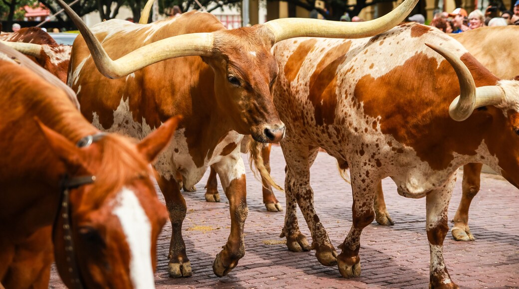 Longhorn Cattle Drive at the stockyards of Fort Worth, Texas, USA