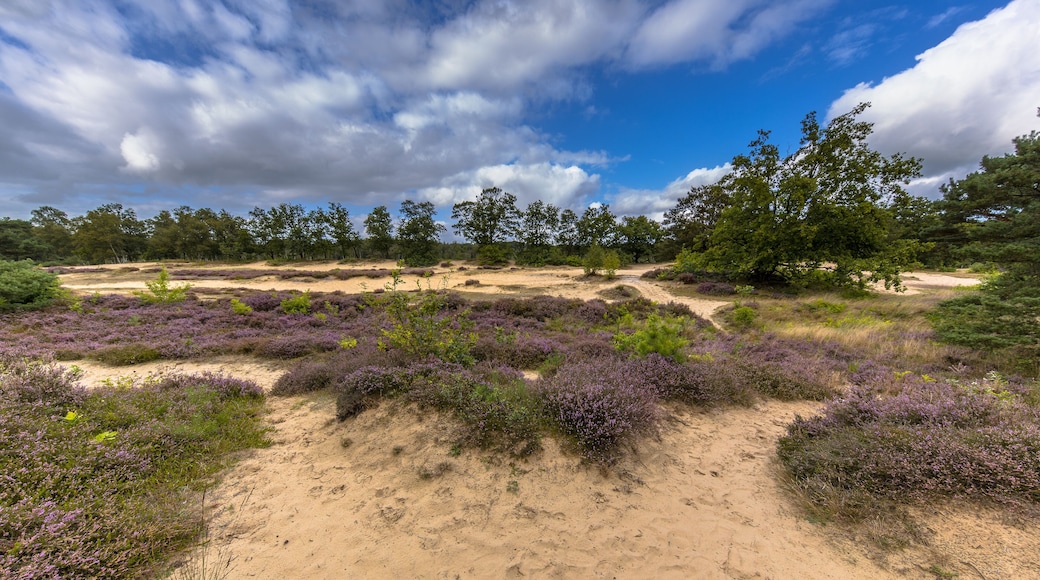 Heide Zeegserduinen