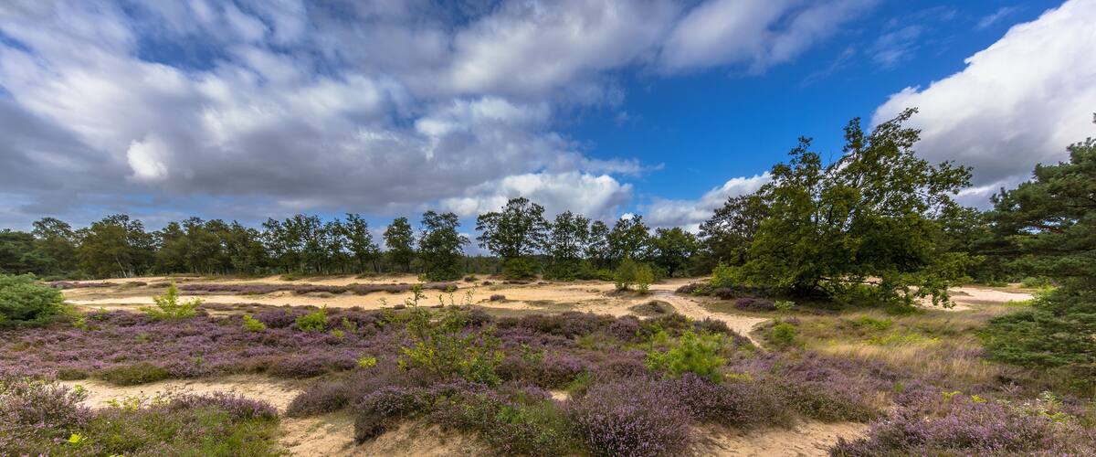 A coastal landscape with purple heather, sandy dunes, and dense trees under a partly cloudy sky.