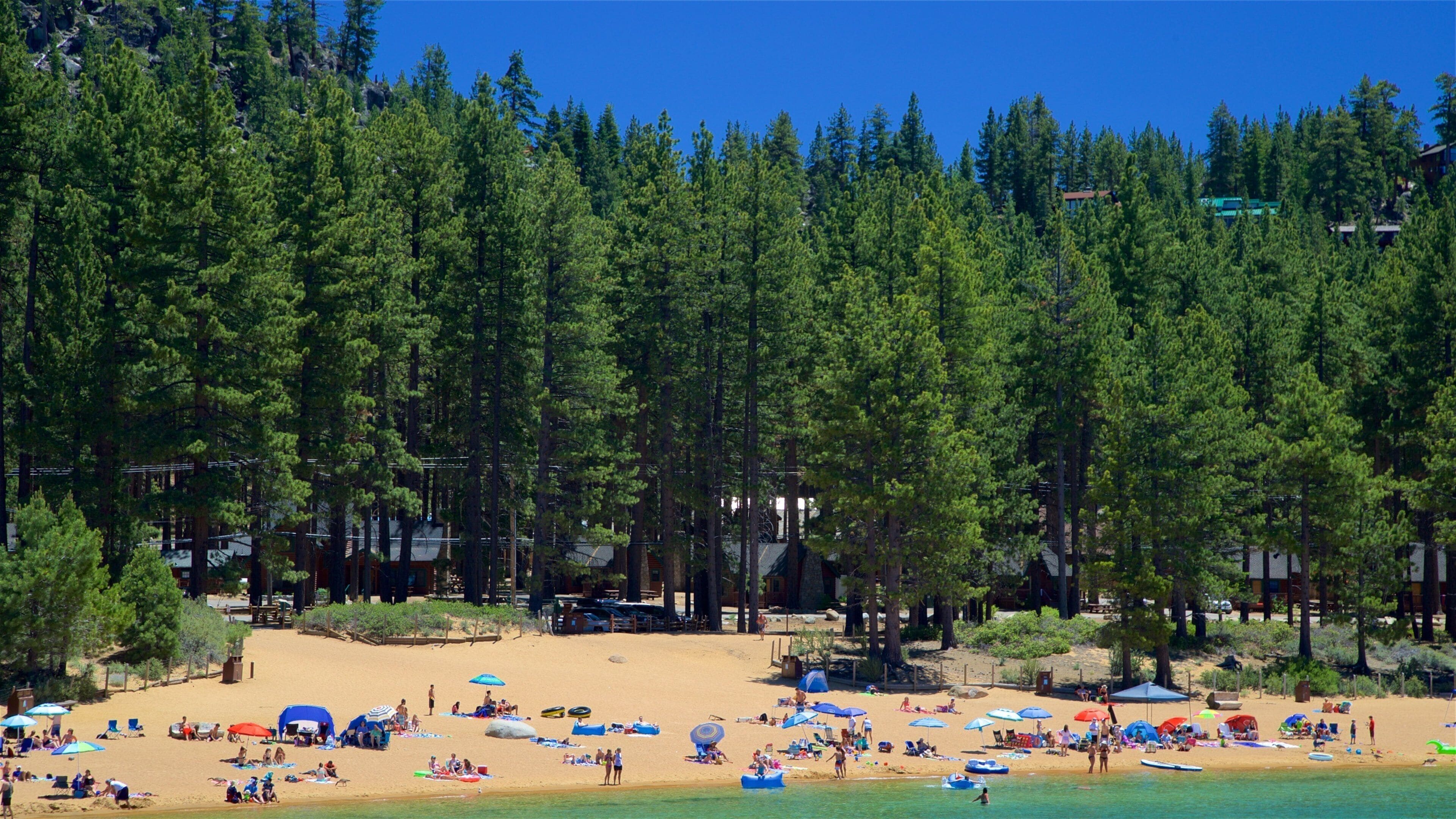 A beach with dense pine trees in the background, sandy shore, and several beach umbrellas and people enjoying the beach.