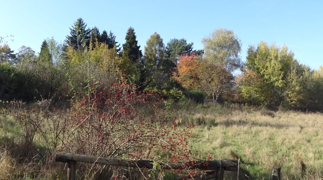 NSG Höllengrund-Pulverberg im Landkreis Dahme-Spreewald in Brandenburg. Das 48 Hektar große Naturschutzgebiet liegt zwischen Zeuthen und Wildau und entstand in der letzten Weichseleiszeit.