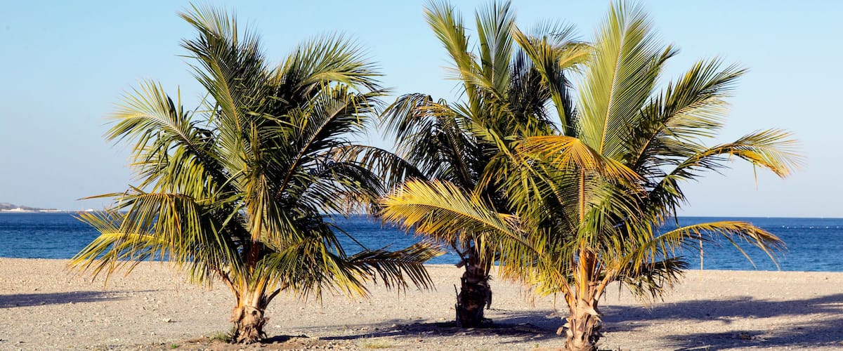 Two palm trees on a pebbled beach with the ocean in the background.