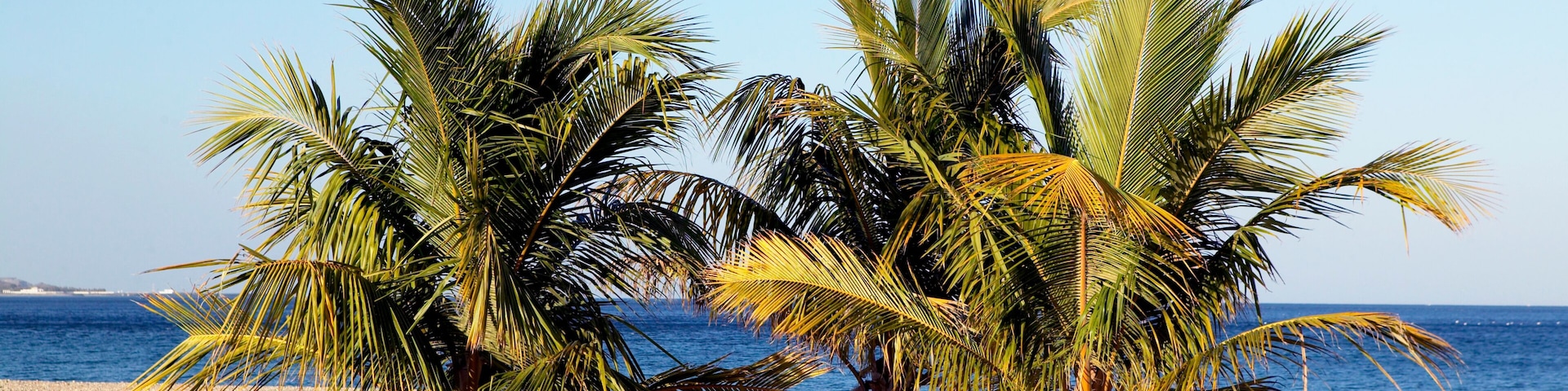 Two palm trees on a pebbled beach with the ocean in the background.