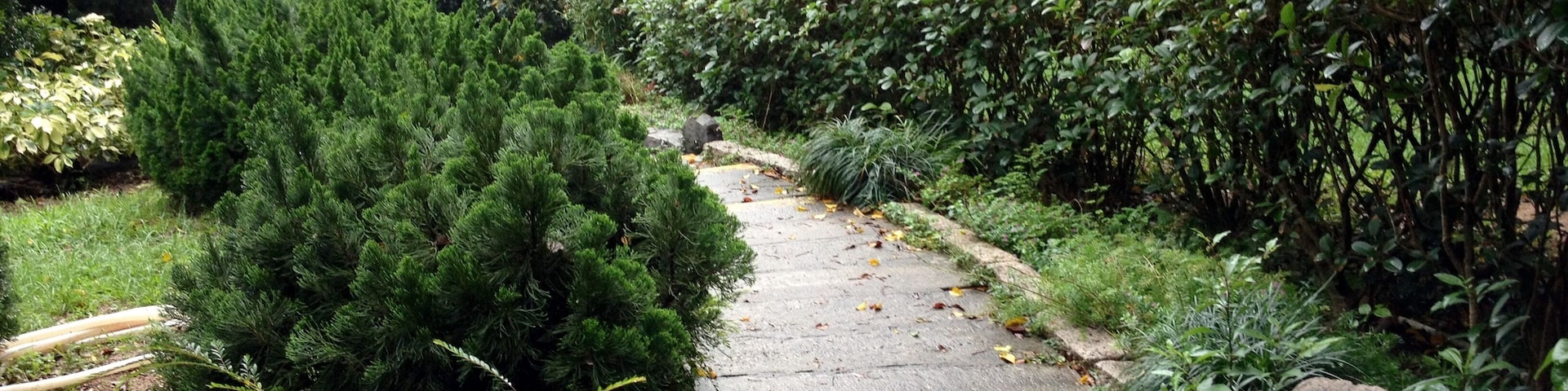 屯門市鎮公園(小徑二)