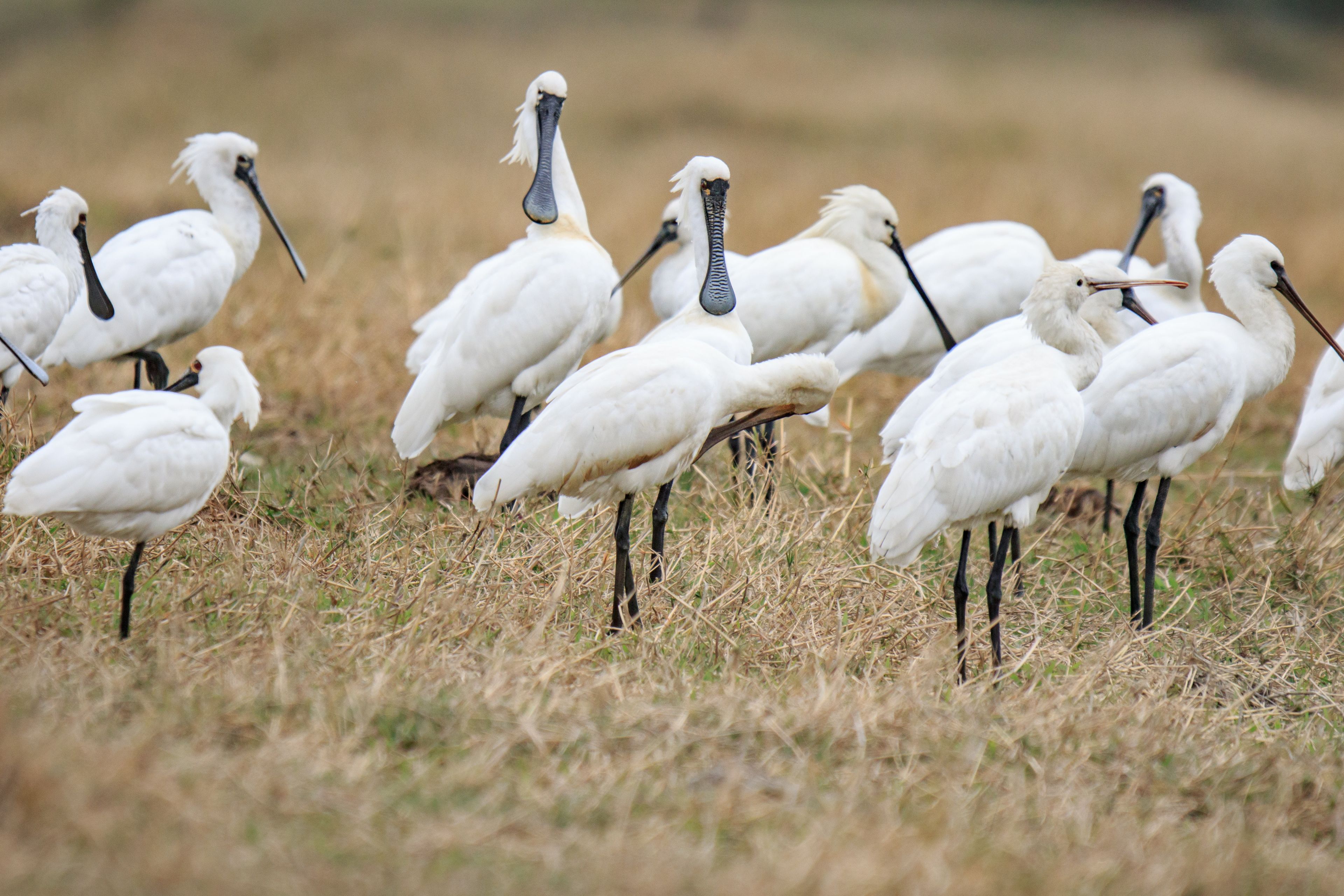 Flock of Black-Faced Spoonbills and Eurasian spoonbills in Natural Habitat, Mai Po Natural Reserve, Hong Kong