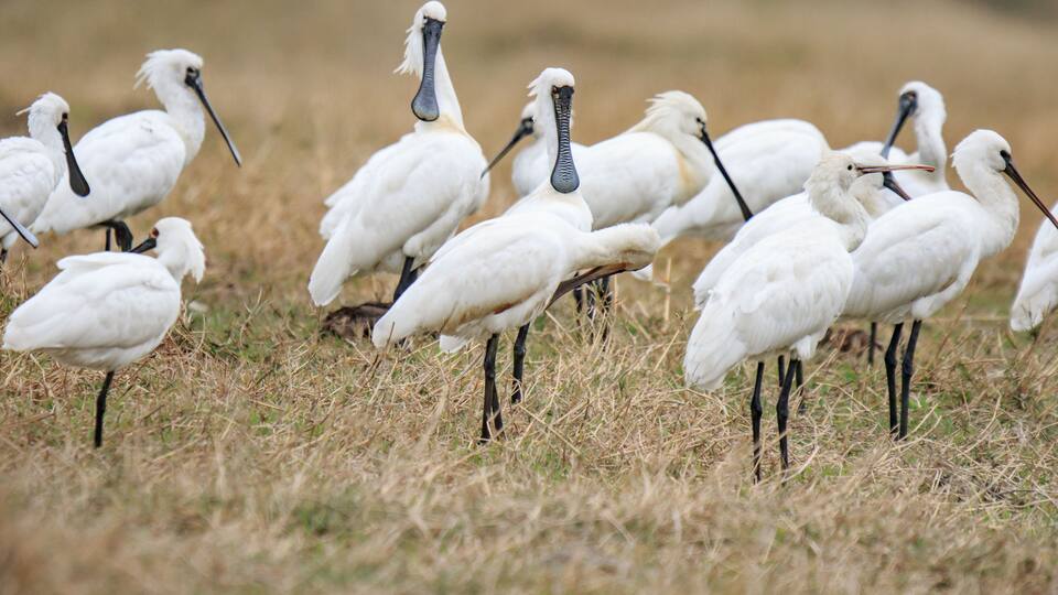 Flock of Black-Faced Spoonbills and Eurasian spoonbills in Natural Habitat, Mai Po Natural Reserve, Hong Kong