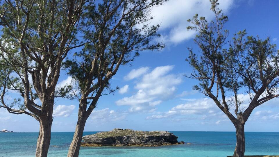 A coastal landscape with three prominent trees, clear turquoise waters, and a rocky outcrop in the distance.