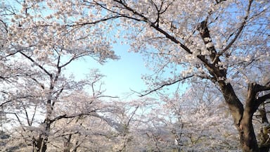 A tree-lined road with cherry blossoms.