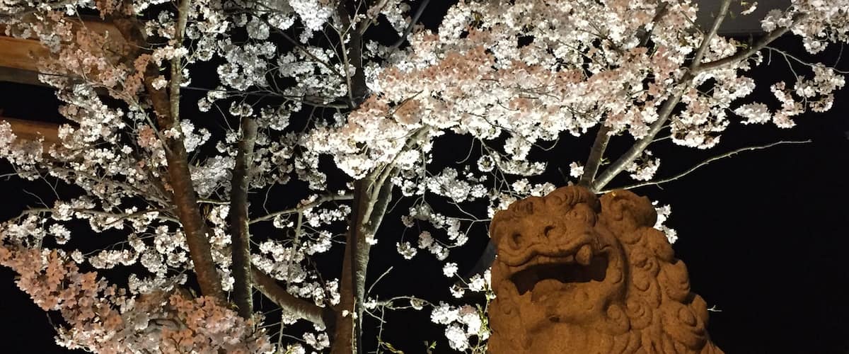 A stone lion statue and cherry blossoms at night.