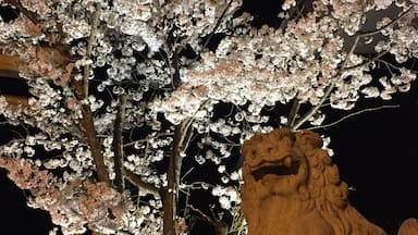 Estátua de leão de pedra e flores de cerejeira à noite.