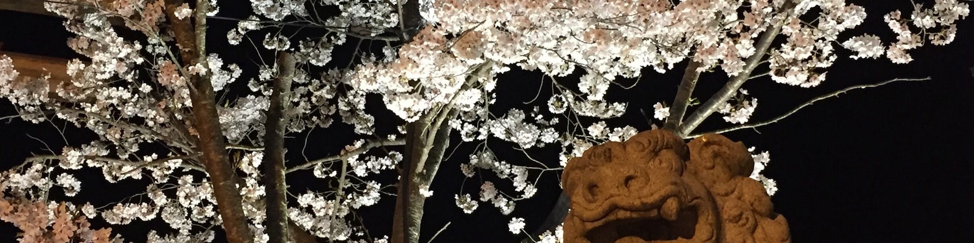 Una estatua de león de piedra y flores de cerezo por la noche.