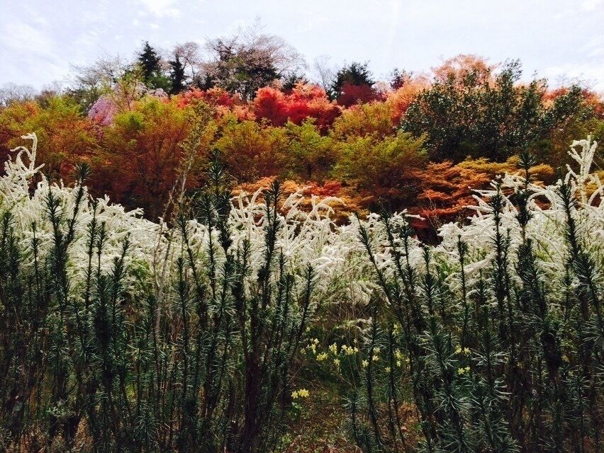 Hanamiyama, Fukushima. A mountain full of cherry blossoms. 