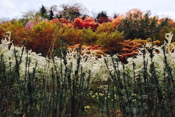 Un champ de hautes plantes à fleurs blanches, avec en arrière-plan un feuillage d'automne aux couleurs vives.
