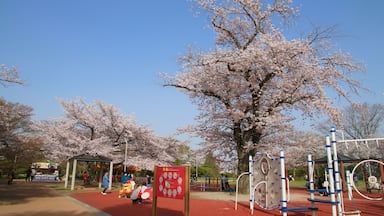 松ヶ岡公園の桜(福島県・いわき市)