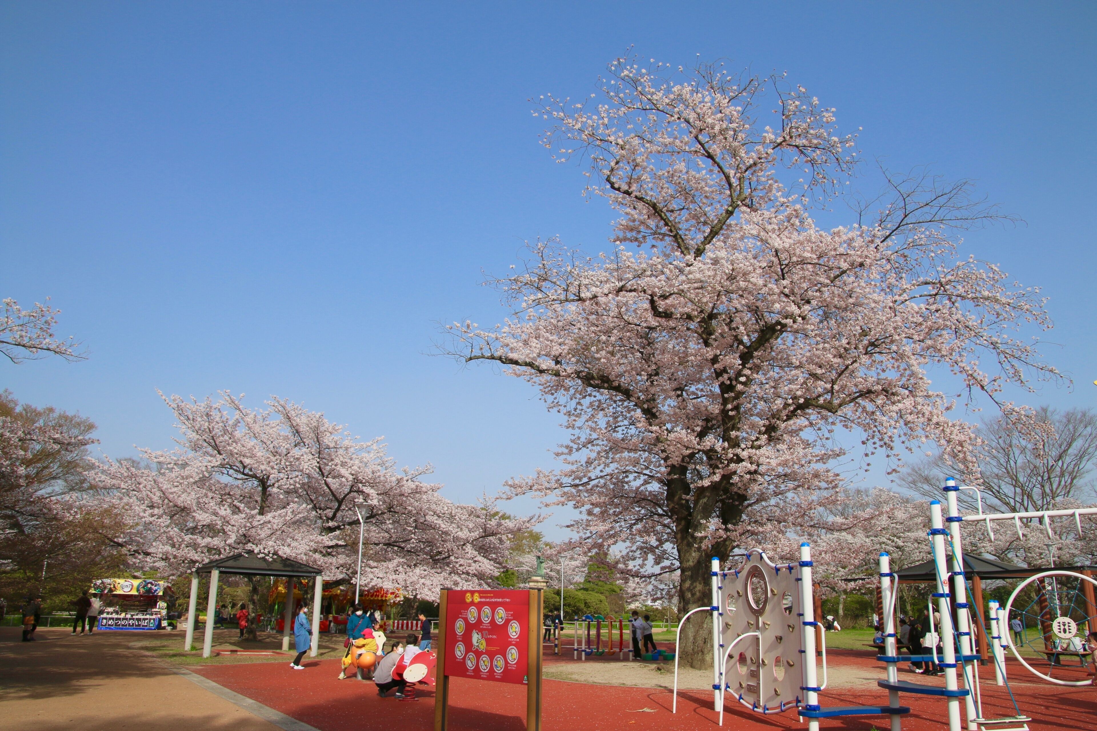 A park with cherry blossom trees, playground equipment, and a red play area.