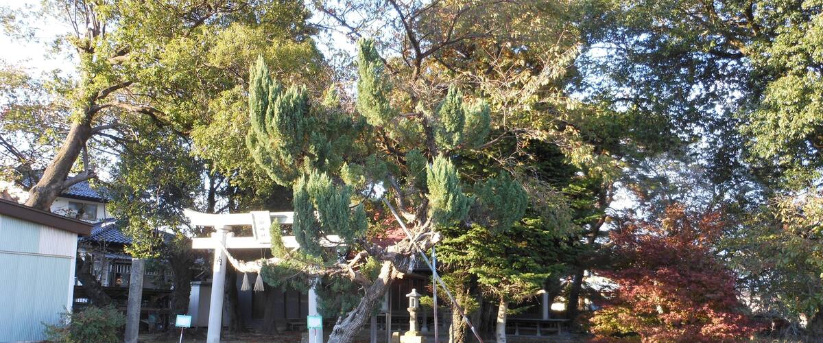 A traditional Japanese garden with stone lanterns, a wooden walkway, and various trees.
