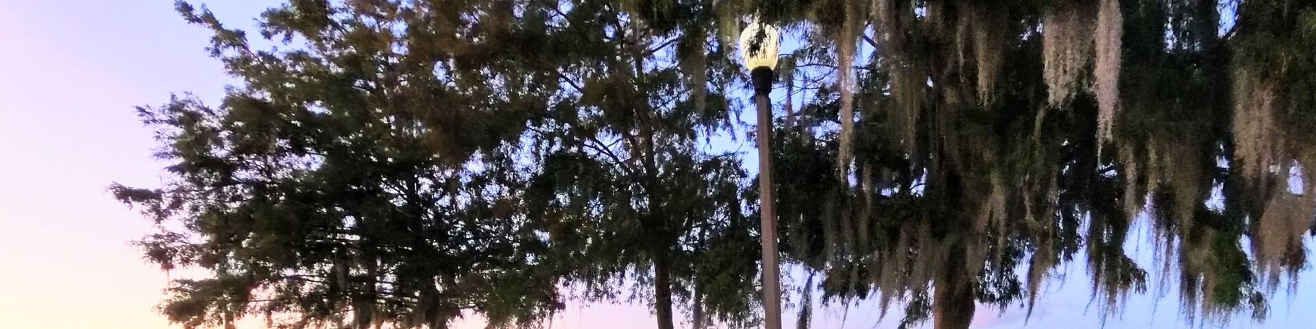 A waterfront park with trees, a bench, and a lamp post.