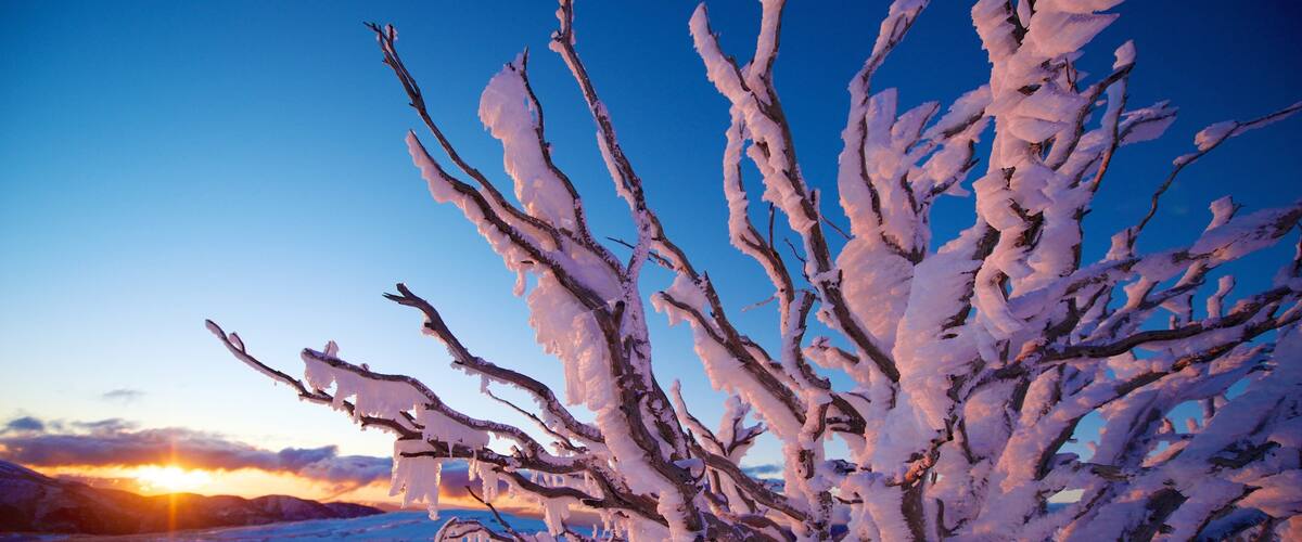 Lumipeitteinen maisema, jossa näkyy paljaita oksia ja taustalla auringonlasku.
