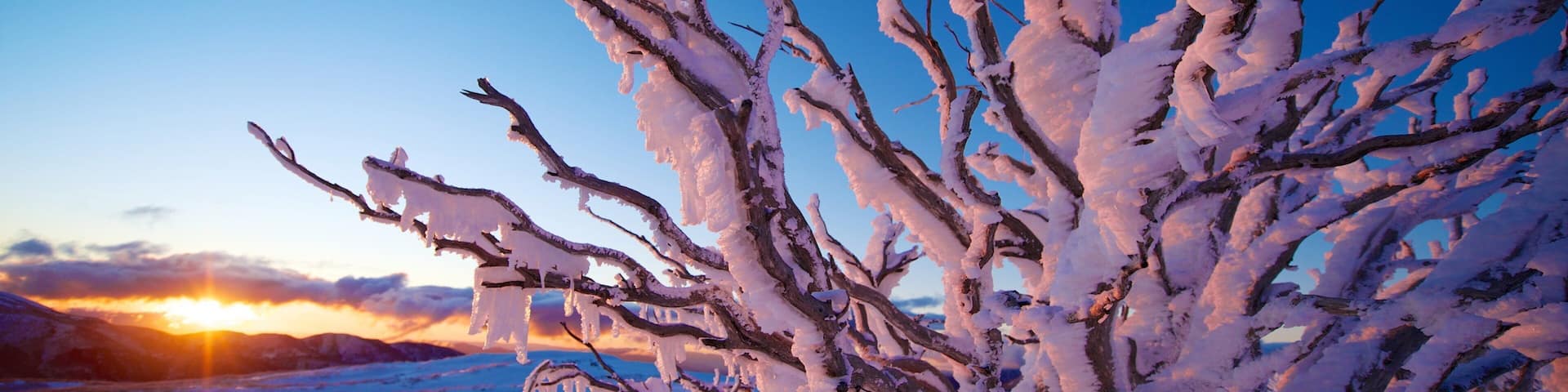 A snow-covered landscape with bare branches and a sunset in the background.