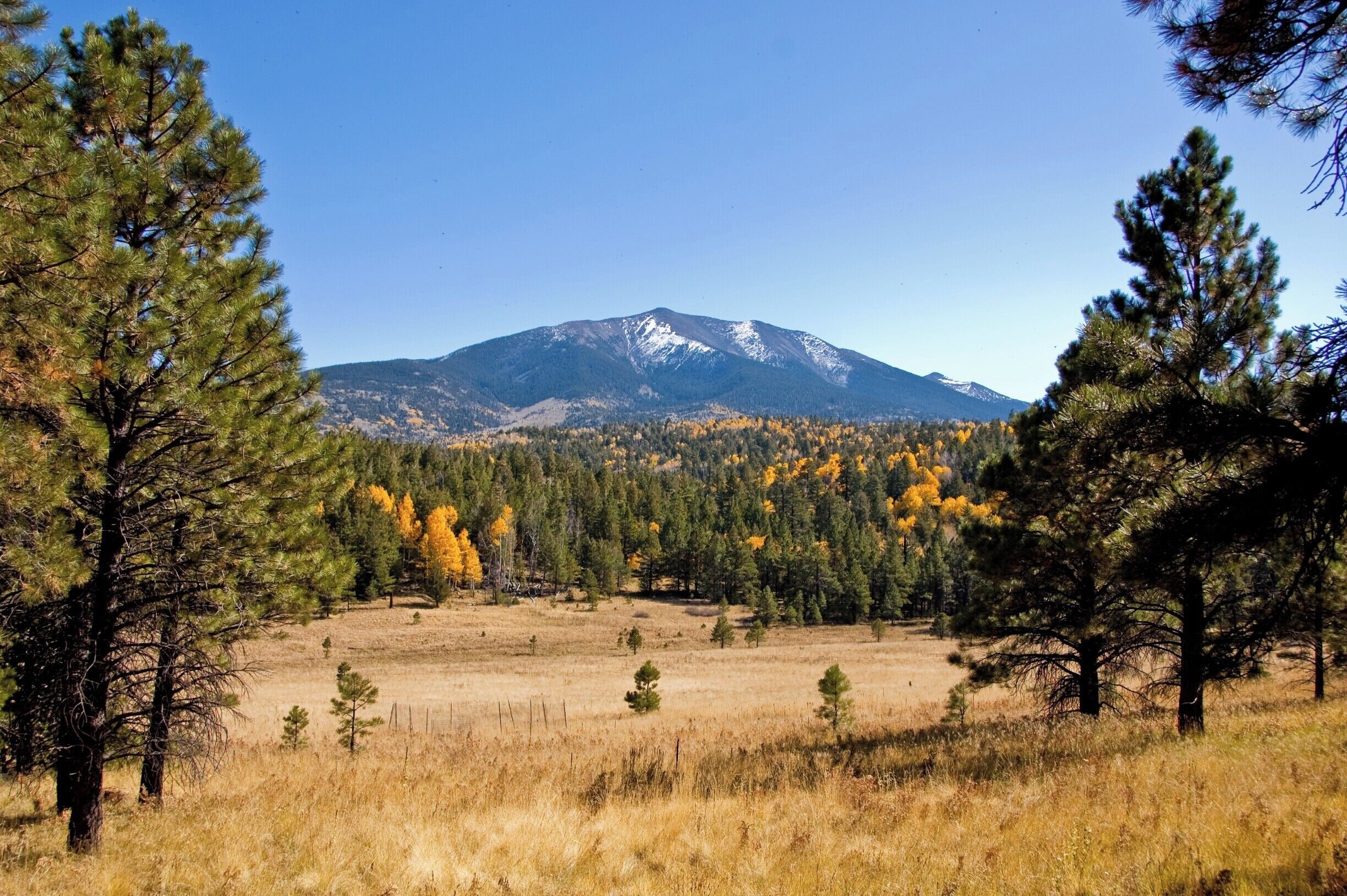 Beautiful brilliant aspens burst forth with a snow capped Humphrey's peak, providing a dramatic backdrop. It made for a great day hike! Love Flagstaff! #TakeAHike