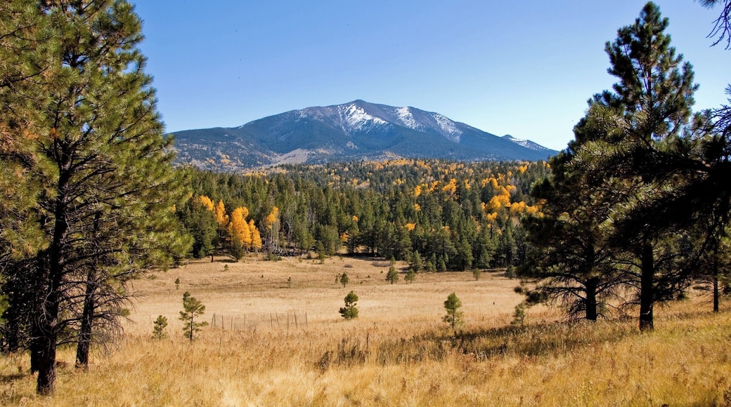Beautiful brilliant aspens burst forth with a snow capped Humphrey's peak, providing a dramatic backdrop. It made for a great day hike! Love Flagstaff! #TakeAHike